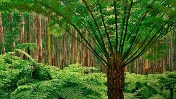 Jungle Live Wallpaper : 7fon & LWP screenshot 11