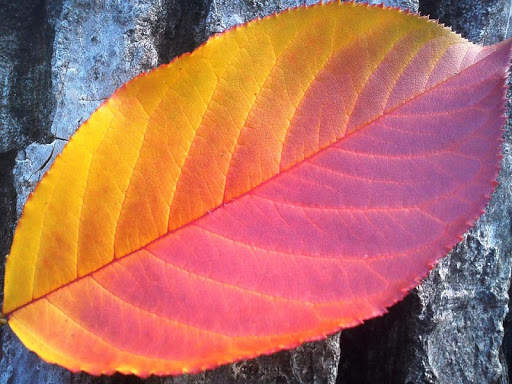 Thanksgiving Wallpapers Free screenshot 12