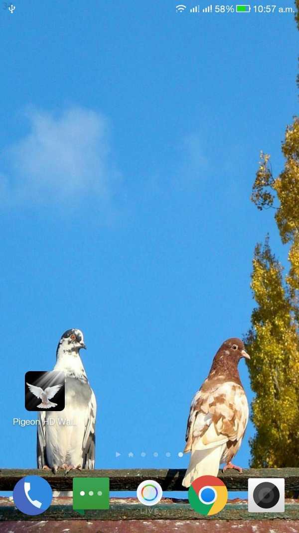 Pigeon HD Wallpaper screenshot 8