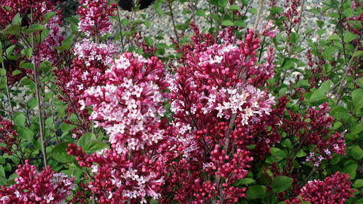 Lilac Flowers Live Wallpaper (Backgrounds) screenshot 5