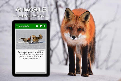 Funny Animal Facts with Pictures screenshot 9