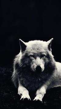 HD Wolf Wallpapers screenshot 3