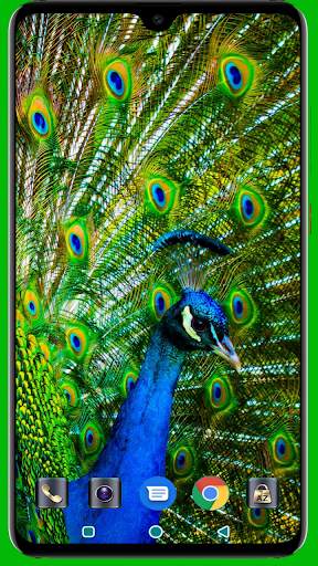 Peacock HD Wallpaper screenshot 3