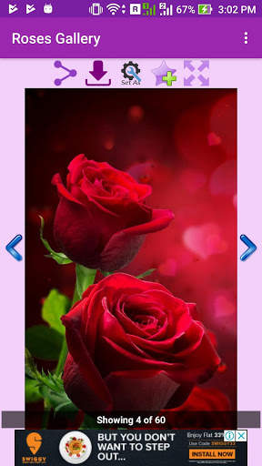 Roses Gallery screenshot 3