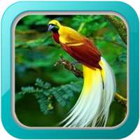 Kicau Burung Cenderawasih icon