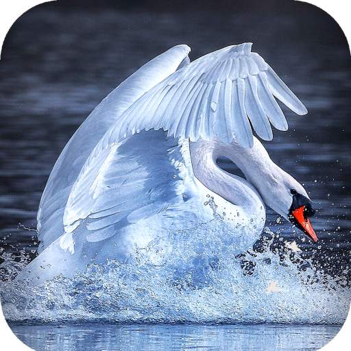 Swan Wallpaper HD 1.09