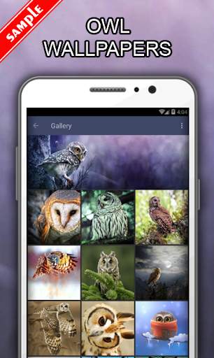 Owl Wallpapers screenshot 1