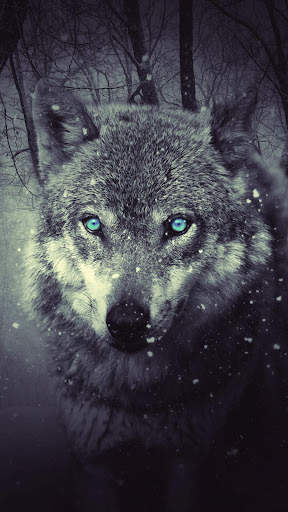 Wolf Wallpaper screenshot 7