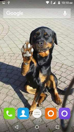 Rottweiler Dog Hd Wallpapers 4 تصوير الشاشة