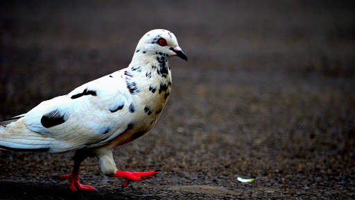 Pigeon Wallpaper 2 تصوير الشاشة