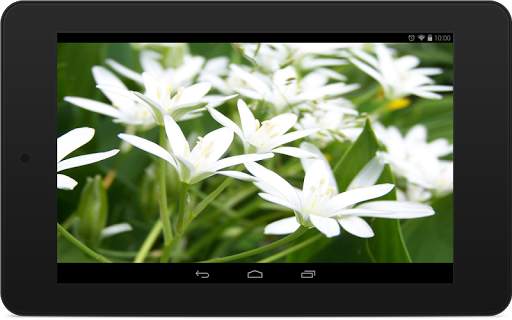 Lily Wallpapers screenshot 6