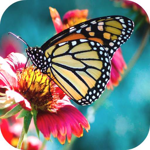 Butterfly Wallpapers 1.0