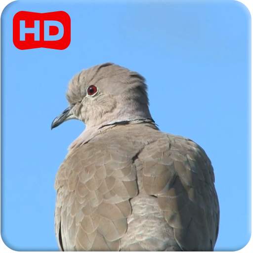 Dove 3D 3.0