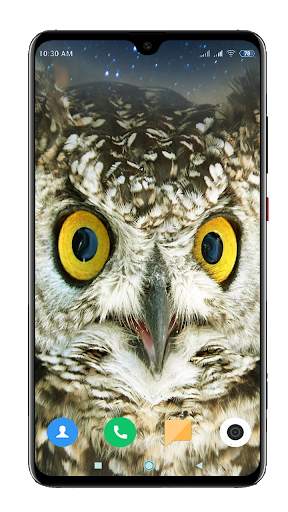 Owl Wallpaper HD screenshot 16