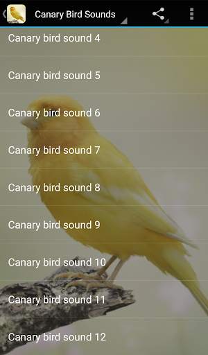 Canary Bird Sounds स्क्रीनशॉट 1