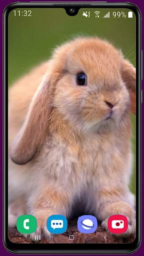 Rabbit HD Wallpaper screenshot 6