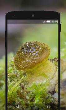 Mushroom Wallpapers HD (backgrounds & themes) screenshot 5