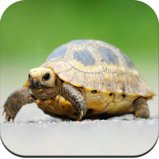 Turtle Wallpaper HD 1.03