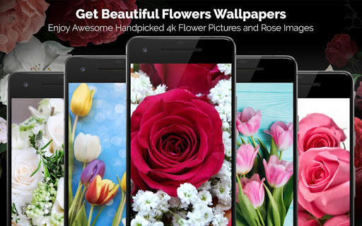 Rose Wallpaper, Floral, Flower background : Rosefy screenshot 1