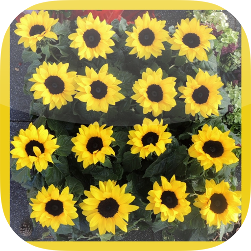 Silke Flora icon