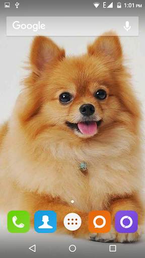 Pomeranian Dog Wallpaper Hd screenshot 2