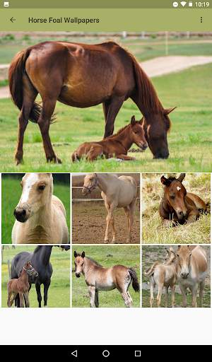 Beautiful Horse Wallpapers 5 تصوير الشاشة