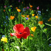Fotos de Flores icon