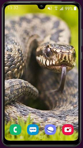 Snake Wallpaper Best HD screenshot 13