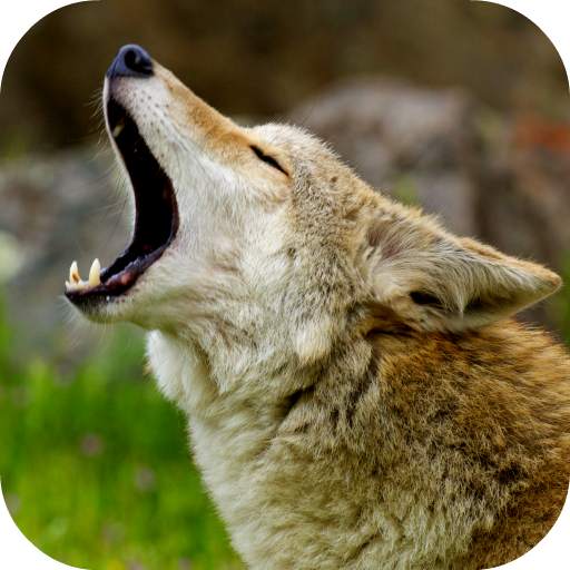 Coyote Sounds 2.0