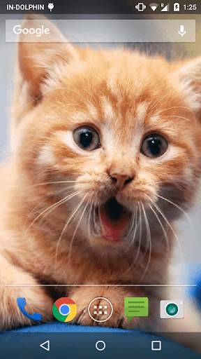 Cute Cat Live WallPaper screenshot 1