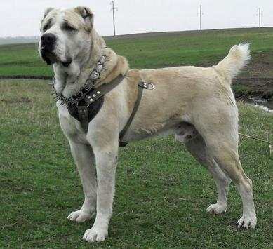 Kangal Dog Wallpapers screenshot 7