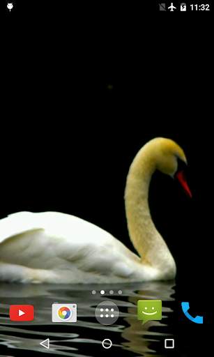 Swan Video Live Wallpaper screenshot 3