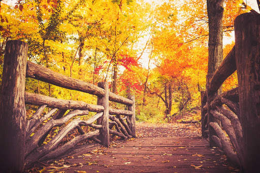 Autumn Wallpaper HD : backgrounds & themes screenshot 14