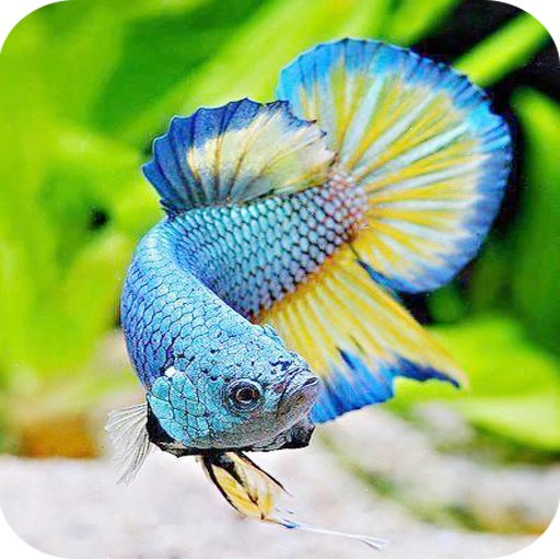 Betta Fish Wallpaper icon