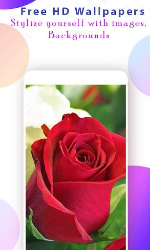 Rose Wallpapers HD screenshot 1