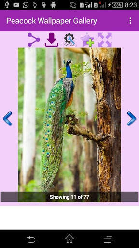 Peacock Wallpaper Gallery screenshot 4