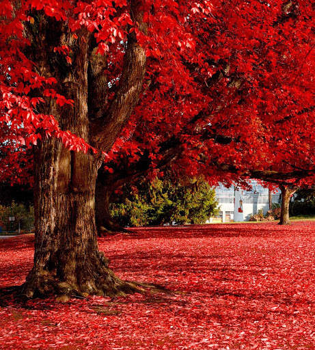 Autumn Wallpapers 4 تصوير الشاشة