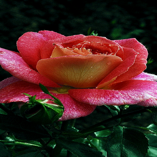 Dewy Shine Rose LWP icon