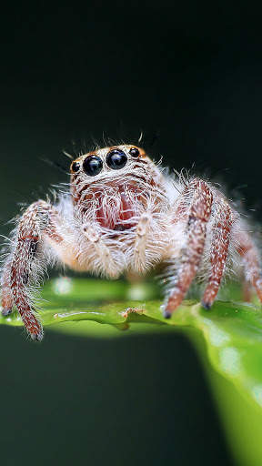 Spider Wallpapers screenshot 12