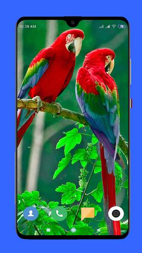 Parrot Wallpaper HD screenshot 12