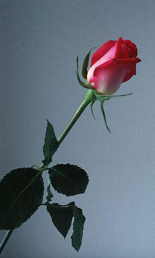 HD Rose Flowers Live Wallpaper screenshot 13