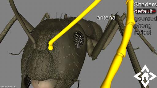 3D Ant Explorer Demo screenshot 1