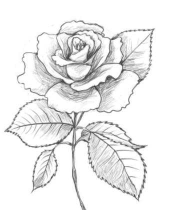 Example of Drawing Flowers screenshot 2