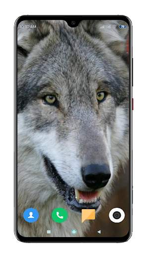Wolf Wallpaper 4K screenshot 15