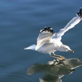 Birds Live Wallpapers आइकन