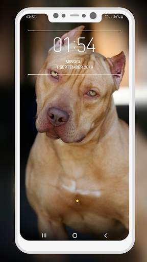 Pitbull Wallpaper screenshot 4