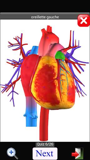 Anatomy Quiz screenshot 4
