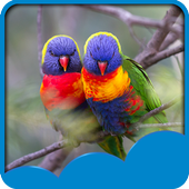 Love Birds Live Wallpapers иконка