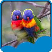 Love Birds Live Wallpapers 1.6