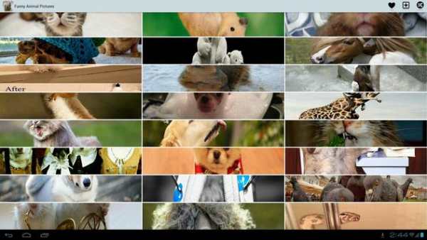 Funny Animal Pictures screenshot 5